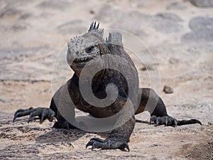 Marine iguana (Amblyrhynchus cristatus) on Plaza Sur Island, Galapagos