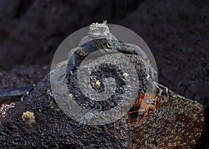 Marine Iguana Amblyrhynchus cristatus resting on lava rock