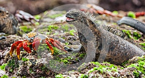 The Marine Iguana (Amblyrhynchus cristatus) on the stony lava coast.