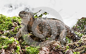 The Marine Iguana (Amblyrhynchus cristatus) on the stony lava coast. photo