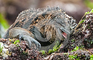 The Marine Iguana Amblyrhynchus cristatus on the stony lava coast. The Marine Iguana (Amblyrhynchus cristatus) eats seaw photo