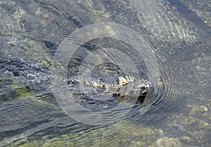 Marine Iguana Amblyrhynchus cristatus swimming, Punta Espinosa, Fernandina Island, Galapagos Islands