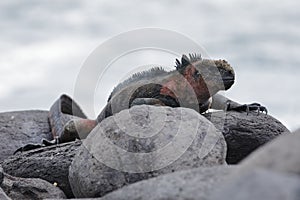 Marine Iguana basking on a rock in the Galapagos