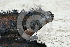 Marine Iguana Beach