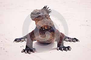 Marine iguana on beach.