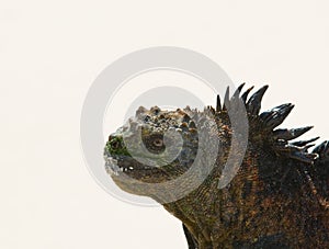 Marine iguana in the beach