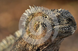 The marine iguana on the black stiffened lava. The male of marine iguana (Amblyrhynchus cristatus)