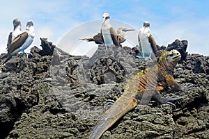 Marine iguana with blue footed boobies, booby, Sula nebouxii and Amblyrhynchus cristatus, on Isabela Island, Galapagos