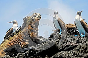 Marine iguana with blue footed boobies, booby, Sula nebouxii and Amblyrhynchus cristatus, on Isabela Island, Galapagos photo