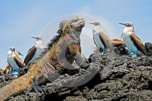 Marine iguana with blue footed boobies, booby, Sula nebouxii and Amblyrhynchus cristatus, on Isabela Island, Galapagos photo