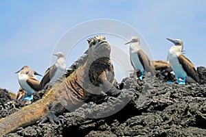 Marine iguana with blue footed boobies, booby, Sula nebouxii and Amblyrhynchus cristatus, on Isabela Island, Galapagos photo