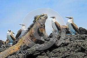 Marine iguana with blue footed booby on Galapagos photo