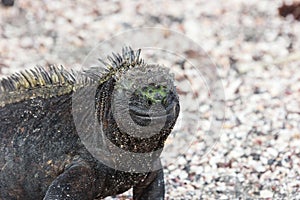 Marine iguana in closeup.