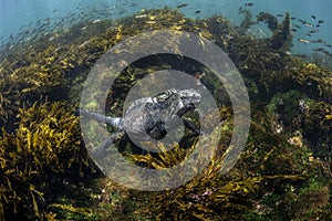 Marine iguana feeding underwater on algae, Cape Douglas, Fernandina Island, Galapagos