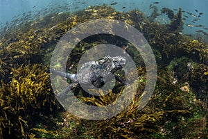 Marine iguana feeding underwater with fish school, Cape Douglas, Fernandina Island, Galapagos