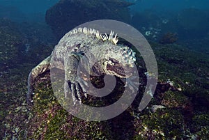 Marine iguana feeding underwater, Galapagos photo