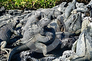 Marine iguana on Fernandina Island