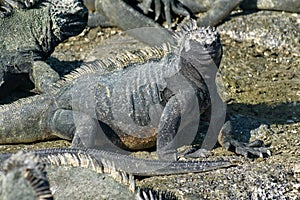 Marine iguana on Fernandina Island