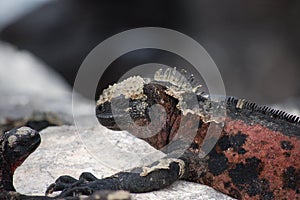 Marine Iguana,Galapagos.