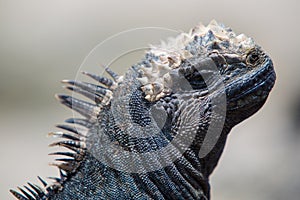 Marine iguana in Galapagos islands