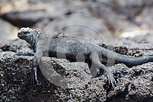 Marine iguana in Galapagos islands