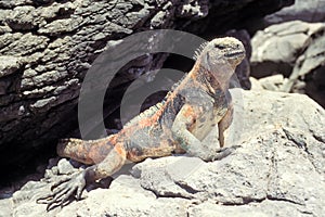 Marine iguana, Galapagos Islands, Ecuador