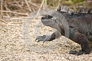 Marine iguana, Galapagos Islands, Ecuador