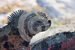 Marine Iguana - Galapagos Islands - Ecuador