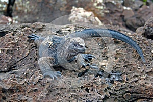 Marine iguana, Galapagos Islands, Ecuador