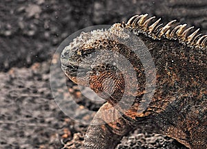 Marine Iguana, Galapagos Islands, Ecuador