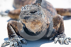 Marine iguana in the Galapagos islands photo