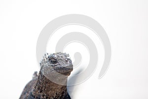 Marine iguana in the Galapagos islands photo