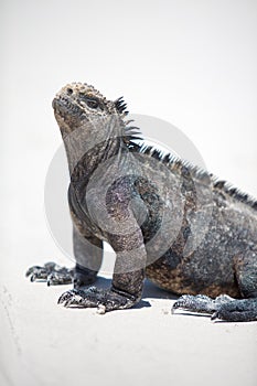 Marine iguana in the Galapagos islands photo
