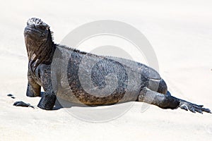 Marine iguana in the Galapagos islands photo