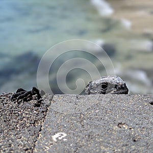 Marine iguana hiding behind rock