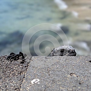 Marino nascondiglio per la roccia 