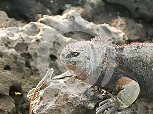 Marine Iguana and a lava lizard