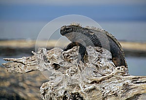 Marine Iguana lying on old mangrove stump, Fernandina, Galapagos