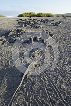 Marine Iguana lying on a sandy beach, Punta Espinosa, Fernandina Island, Galapagos Islands