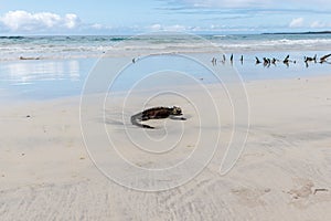 Marine iguana lying on white sand beach in Galapagos Islands, Ecuador