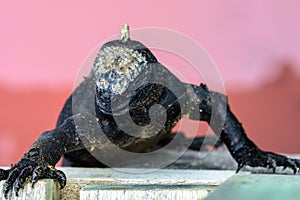 Marine iguana over the pink water lagoon, Isabela island, Ecuador