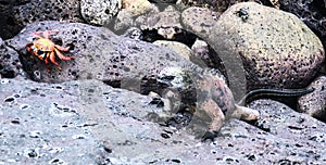 Marine Iguana and red crab at Galapagos Islands, Ecuador