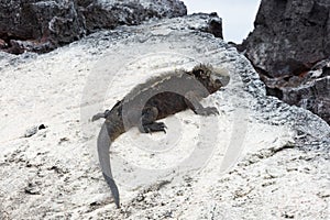 Marine iguana resting on a rock, white from guano.