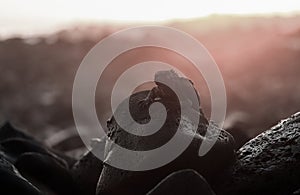 Marine iguana on rocky coastline at sunset