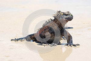 Marine Iguana running on beach GalÃ¡pagos Islands