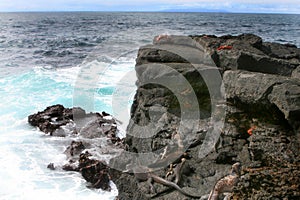 Marine Iguana and Sally Lightfoot Crabs