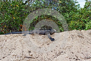 Marine iguana sitting on sand dune in Galapagos Islands, Ecuador