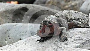 A marine iguana snorts water from its nostrils on isla Espanola in The Galapagos