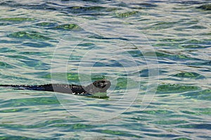 Marine Iguana swimming off Tintoreras Island