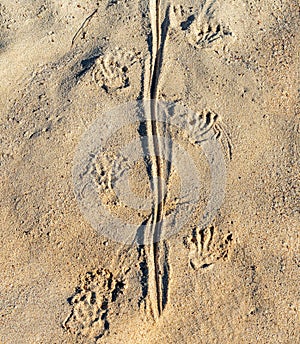 Marine Iguana Tracks in Sand, Galapagos Islands